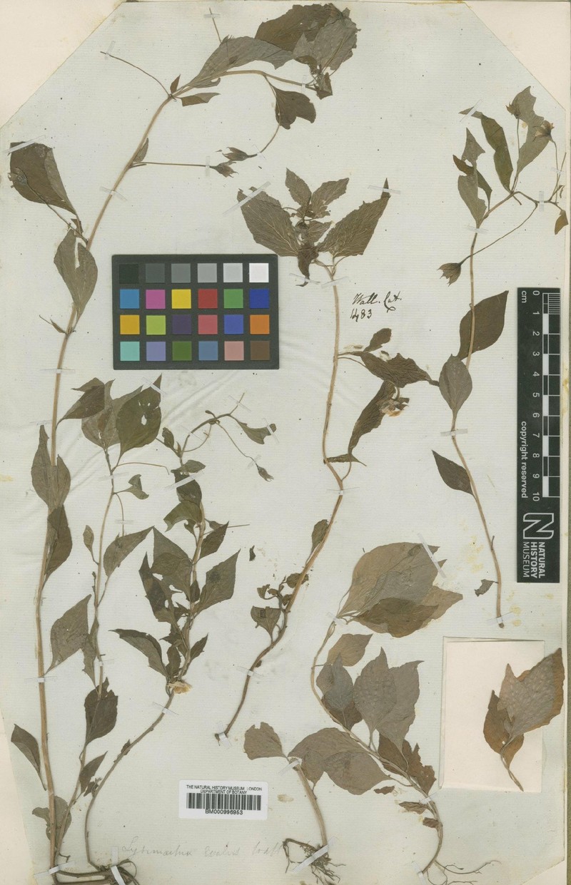 Lysimachia evalvis photo 3