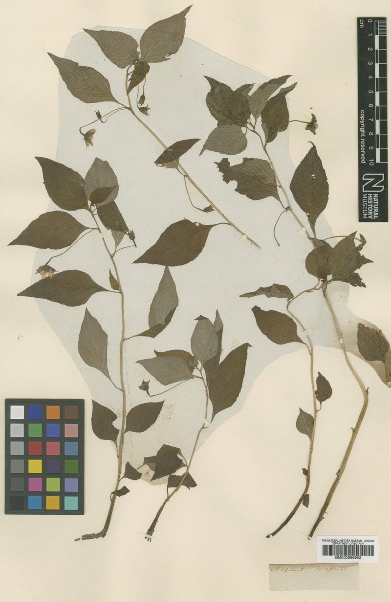 Lysimachia evalvis photo 4