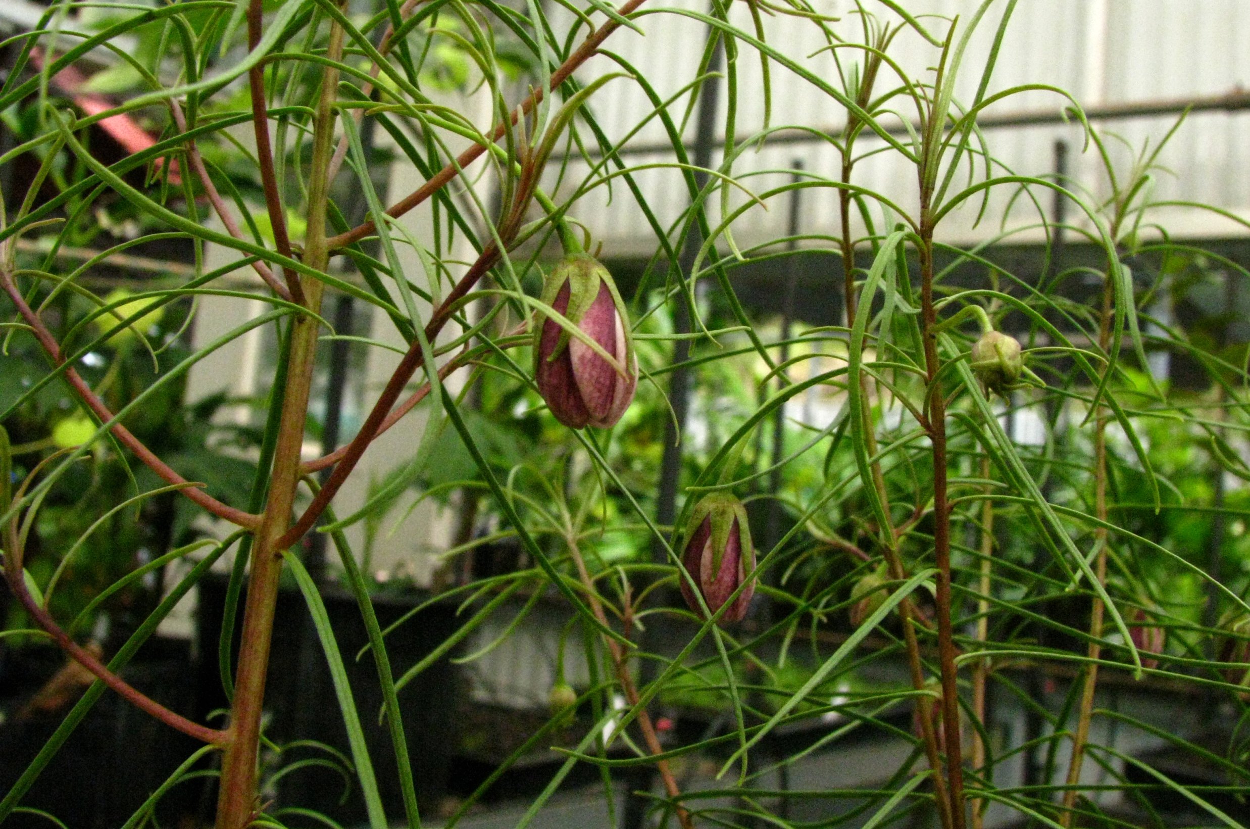 Wailua River Yellow Loosestrife