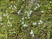 Lysimachia filiformis