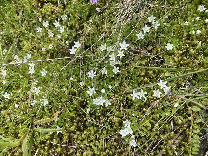 Lysimachia filiformis