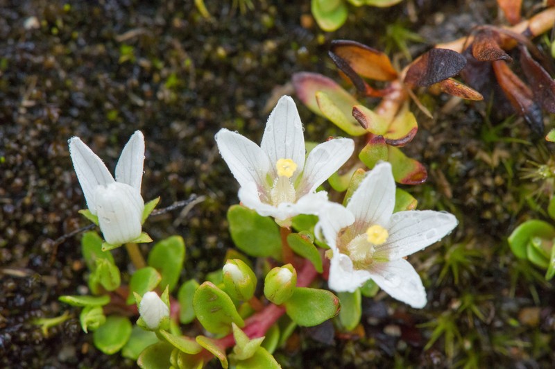 Lysimachia filiformis photo 2