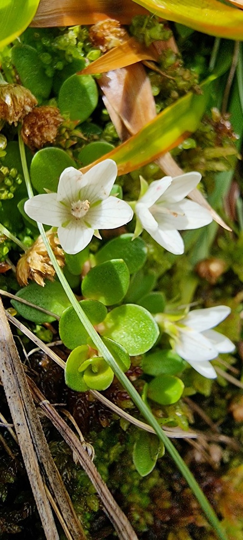 Lysimachia filiformis photo 3