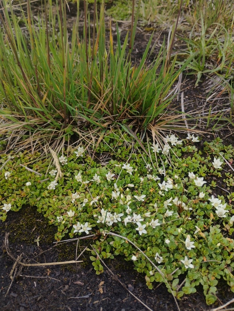 Lysimachia filiformis photo 4