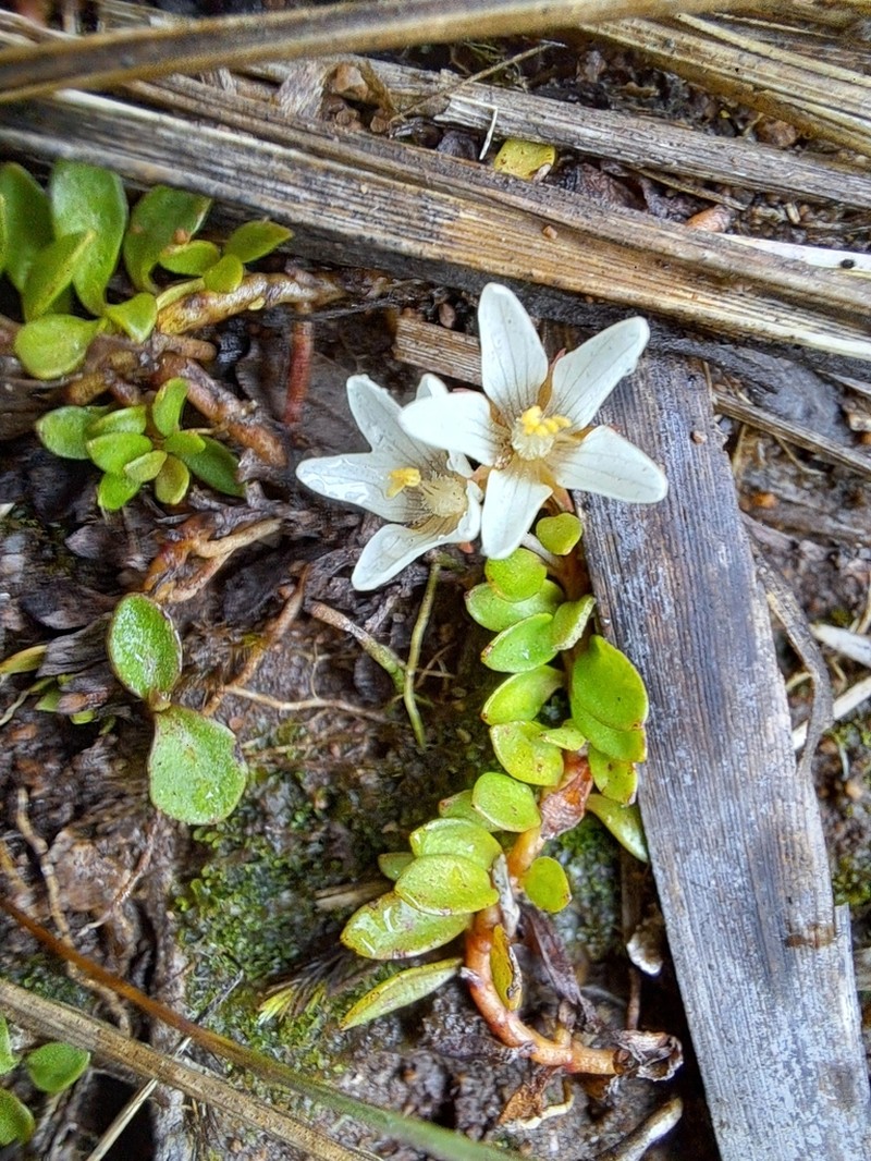 Lysimachia filiformis photo 5