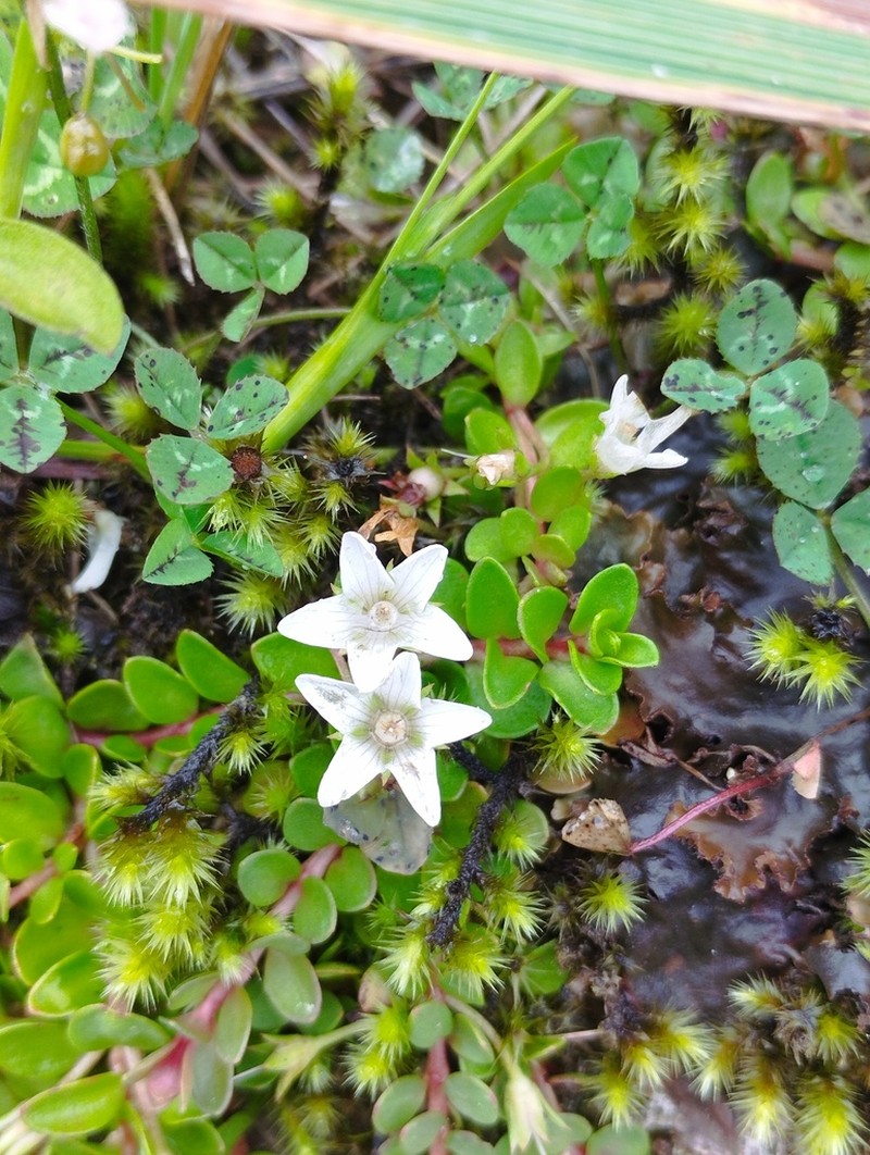 Lysimachia filiformis photo 8