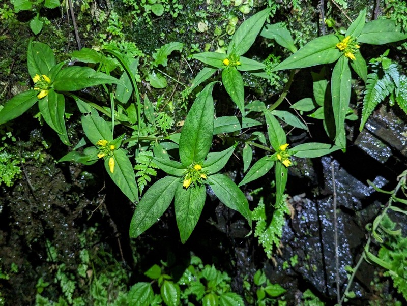Lysimachia fistulosa