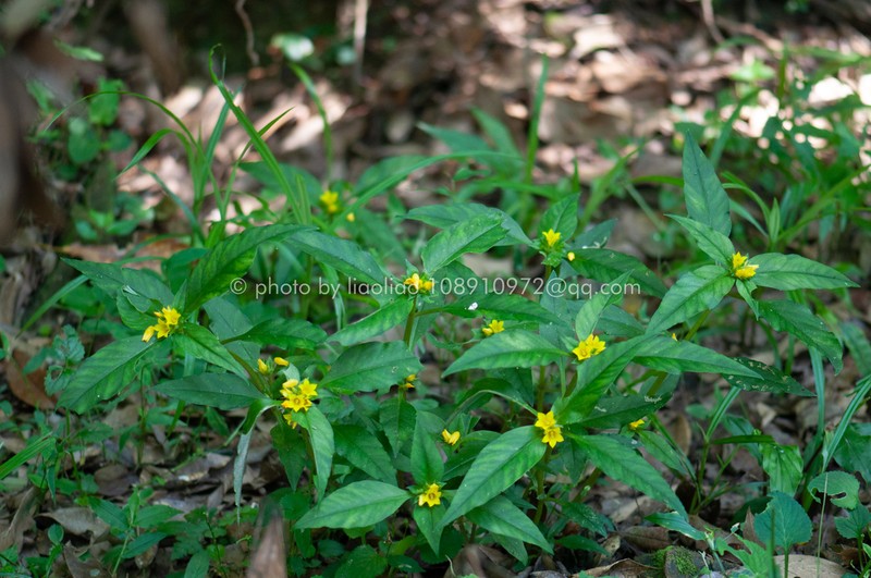 Lysimachia fistulosa photo 2