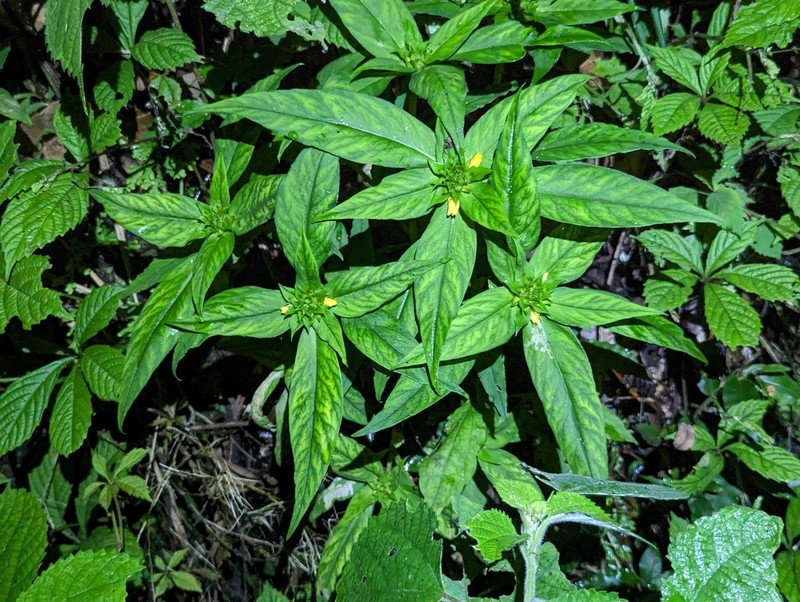 Lysimachia fistulosa photo 3