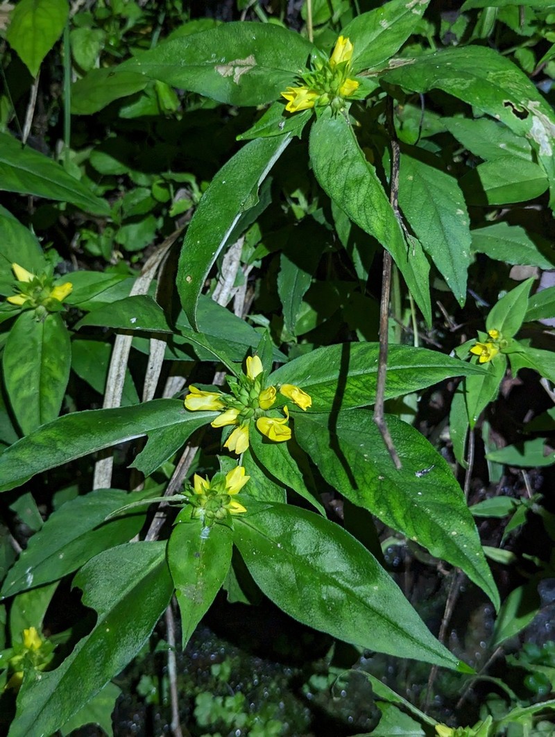 Lysimachia fistulosa photo 4