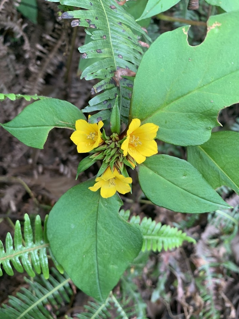 Lysimachia fistulosa photo 5