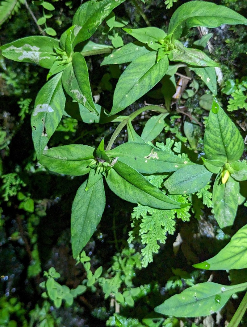 Lysimachia fistulosa photo 7