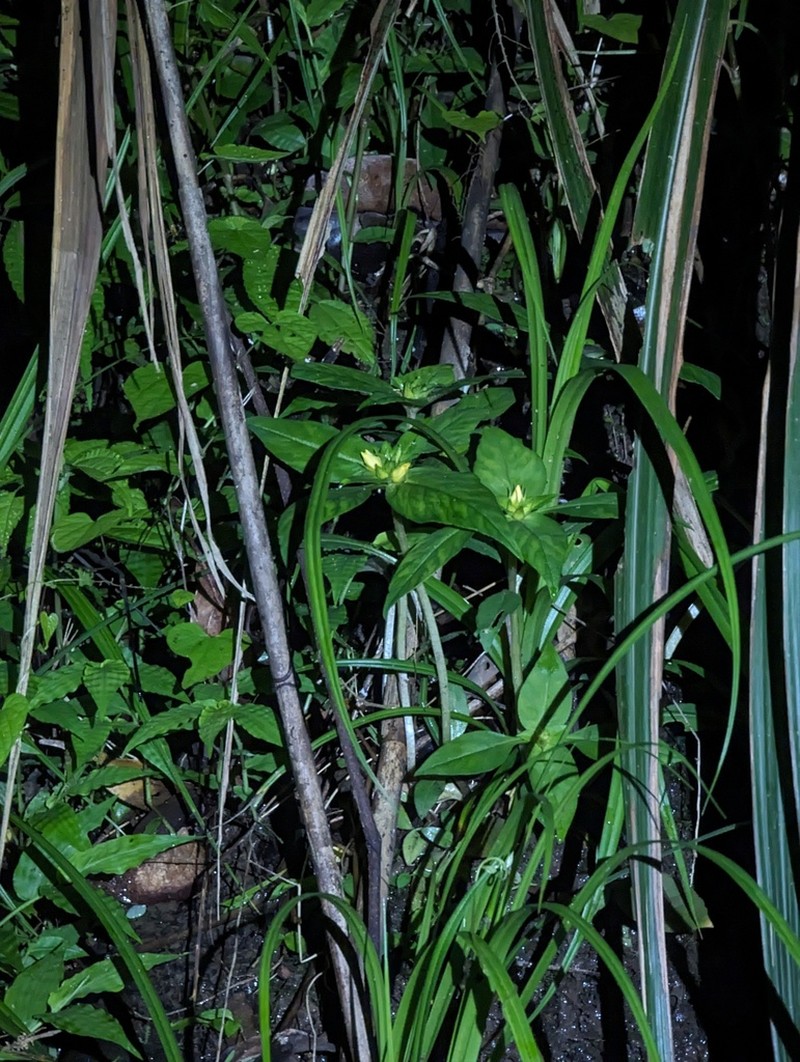 Lysimachia fistulosa photo 8