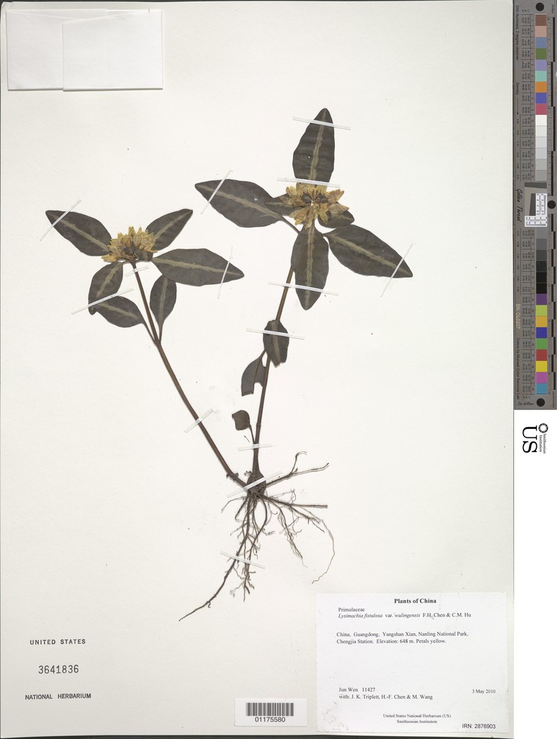 Lysimachia fistulosa var. wulingensis