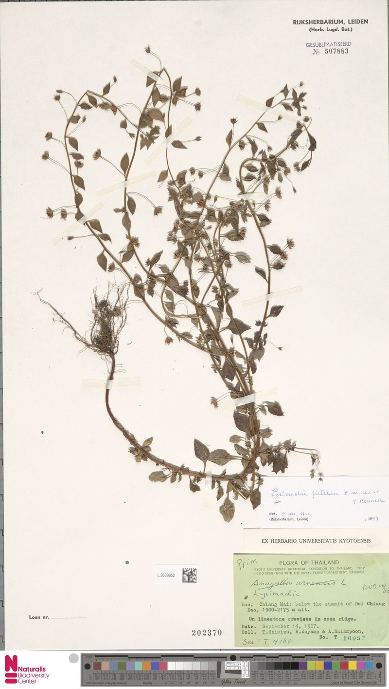 Lysimachia fletcheri