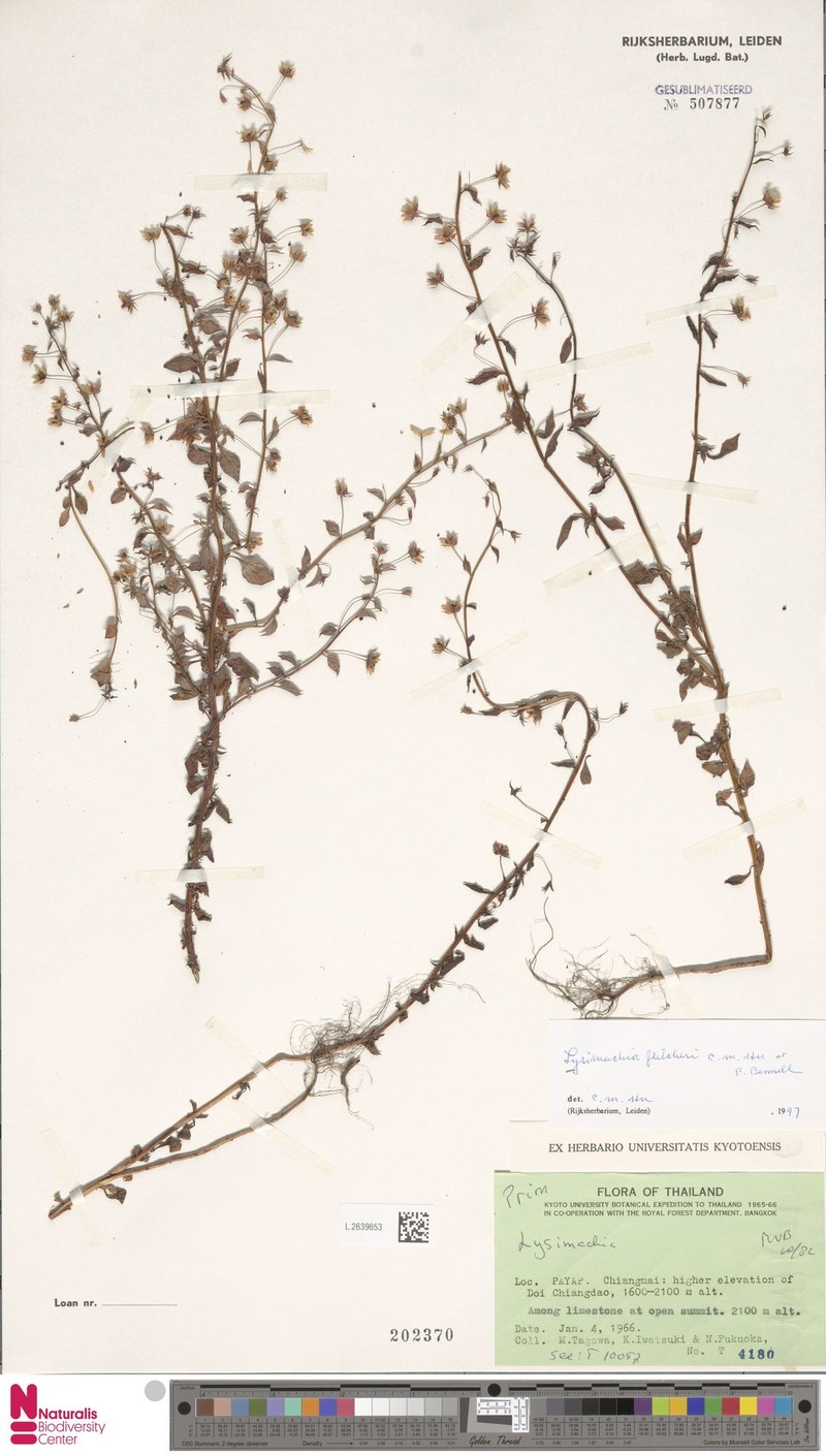 Lysimachia fletcheri photo 2