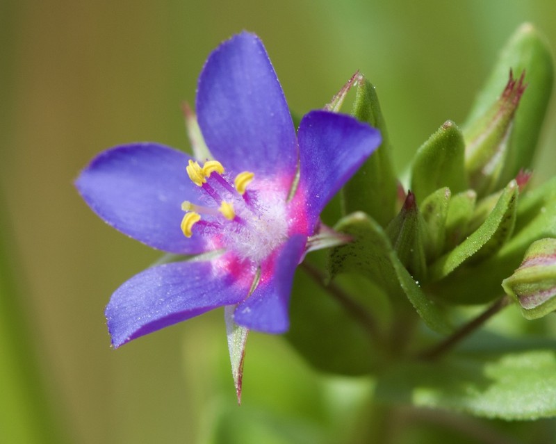 Lysimachia foemina photo 2