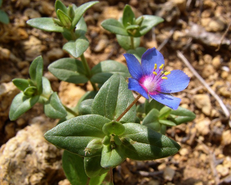 Lysimachia foemina photo 3