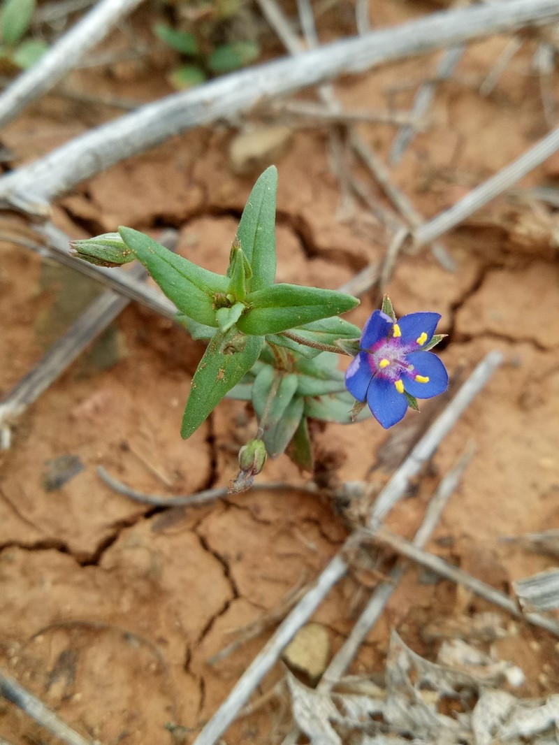 Lysimachia foemina photo 4