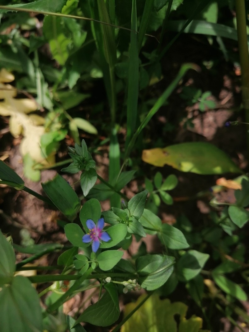 Lysimachia foemina photo 5
