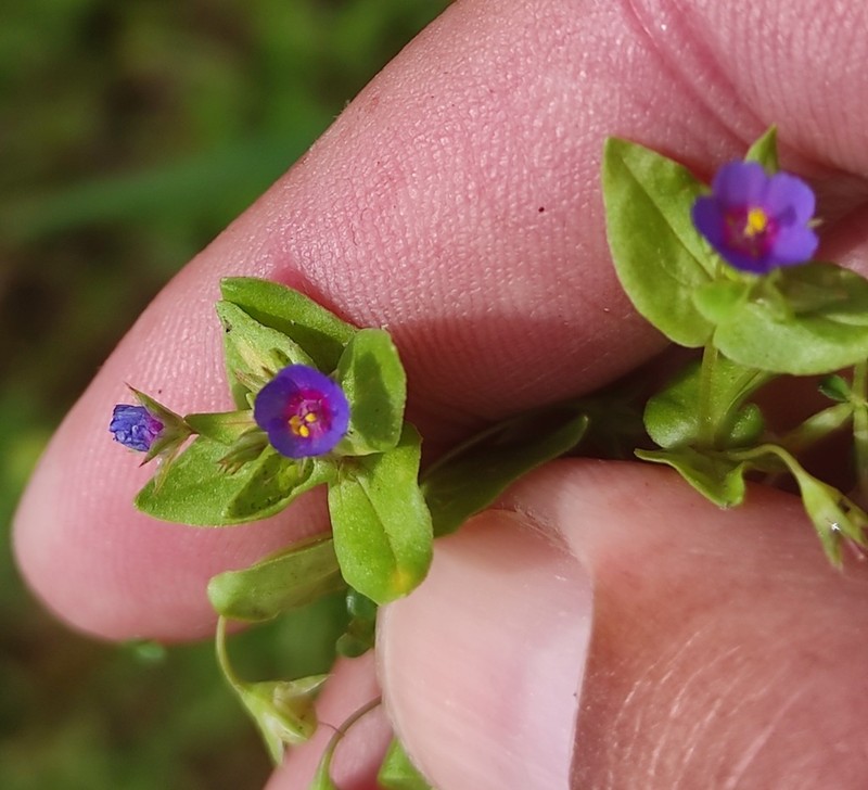 Lysimachia foemina photo 6