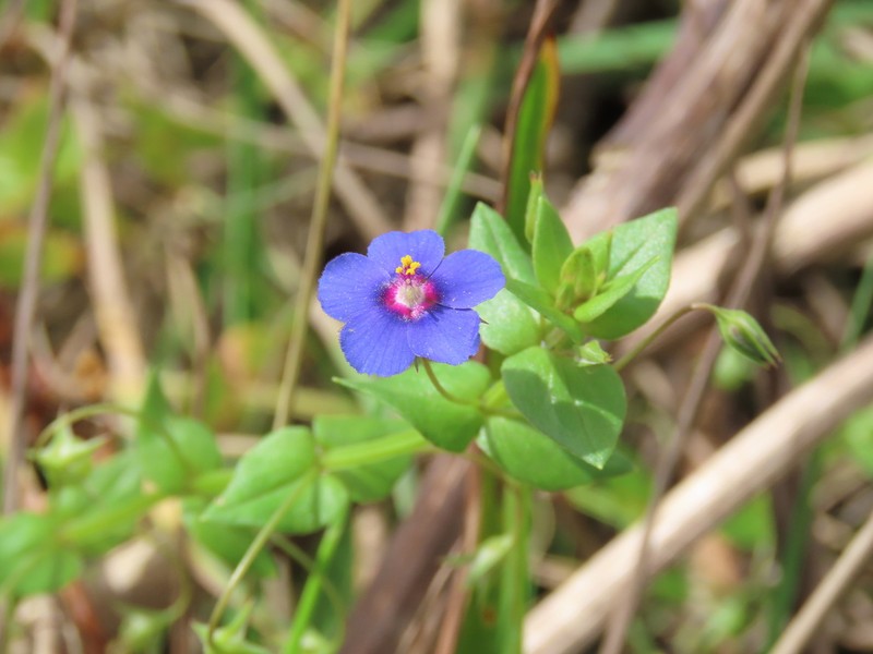 Lysimachia foemina photo 7