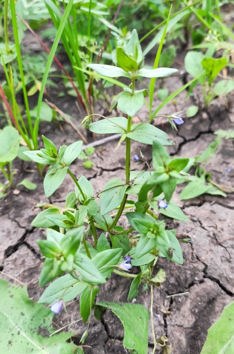 Lysimachia foemina photo 8