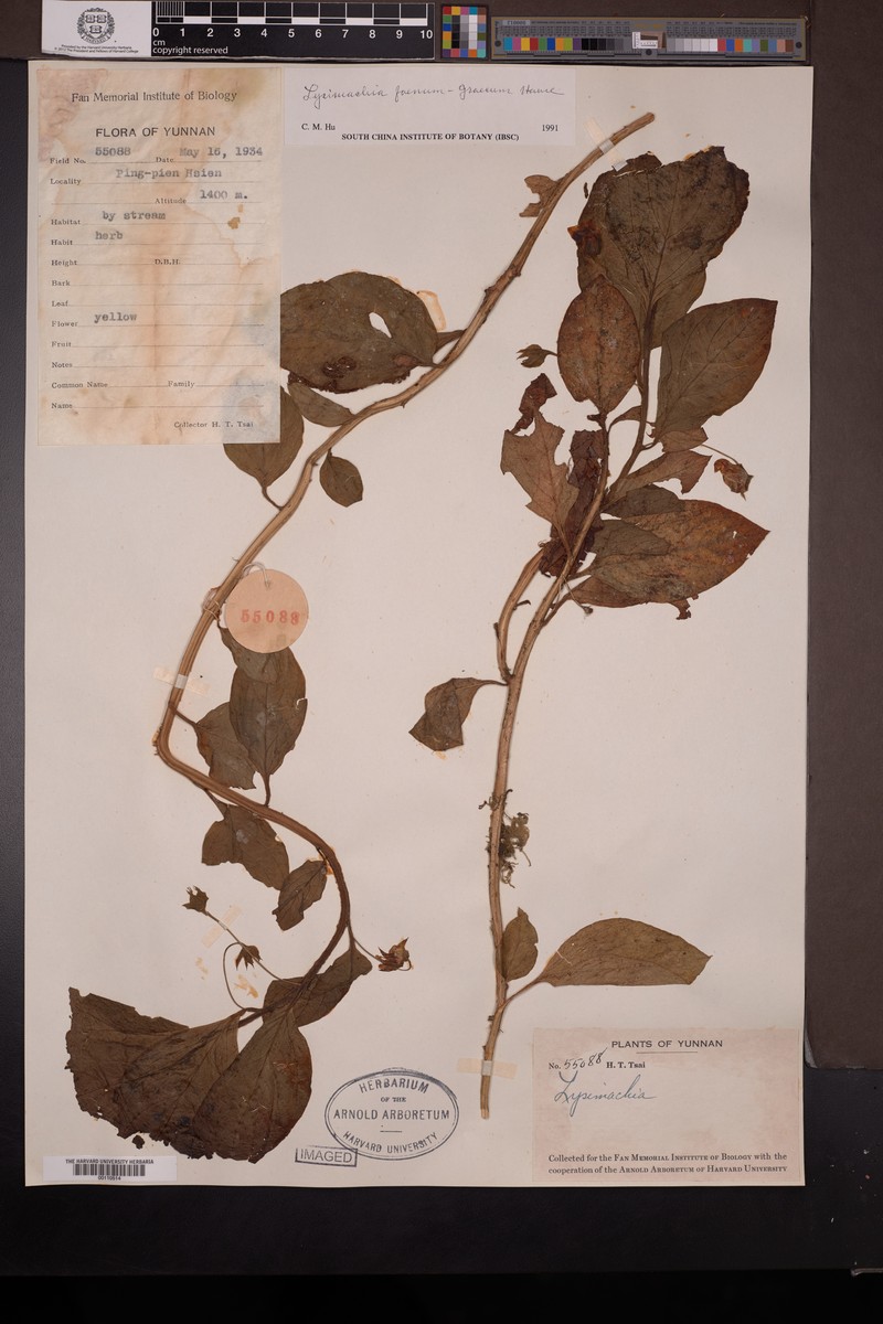 Lysimachia foenum-graecum