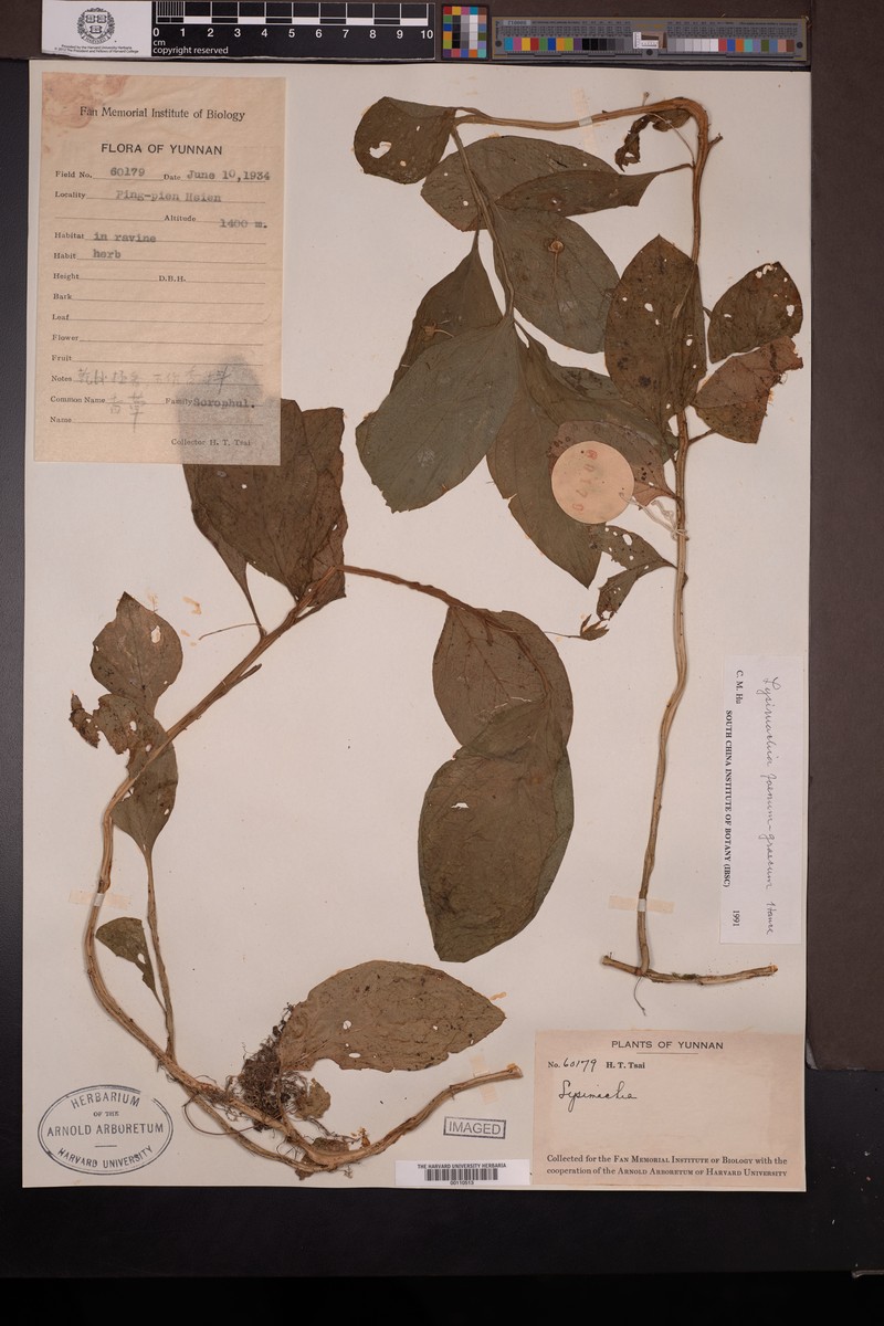 Lysimachia foenum-graecum photo 2