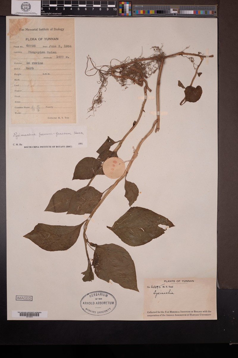Lysimachia foenum-graecum photo 3