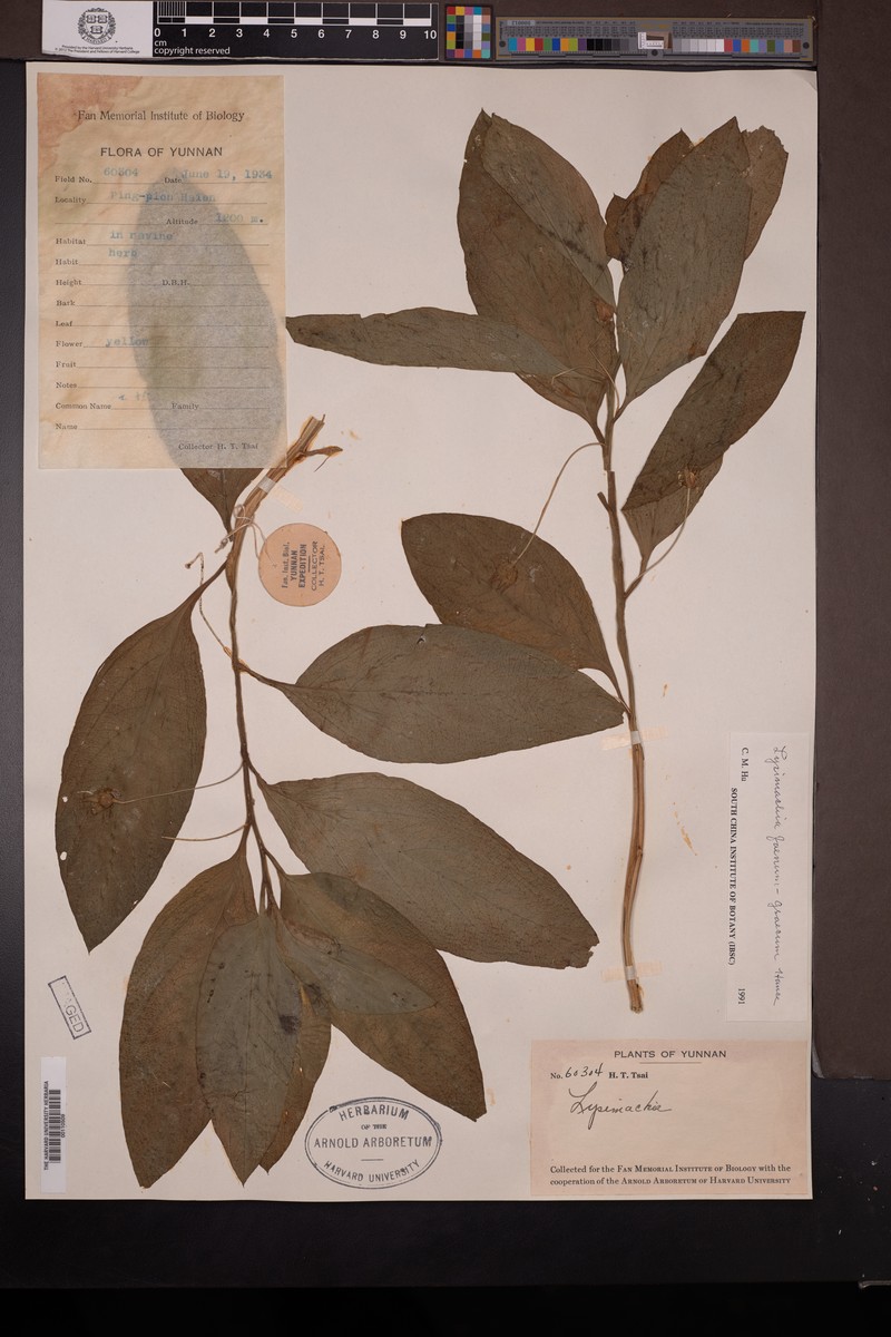 Lysimachia foenum-graecum photo 4