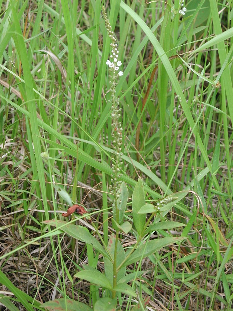 Lysimachia fortunei