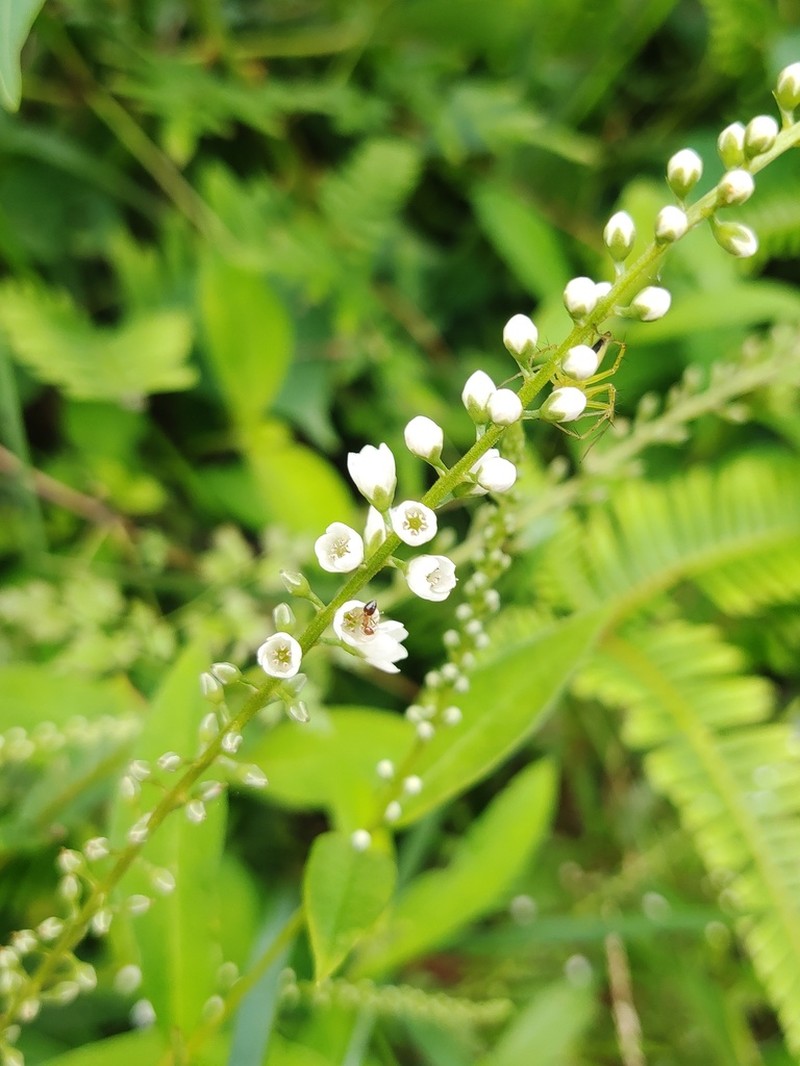 Lysimachia fortunei photo 2