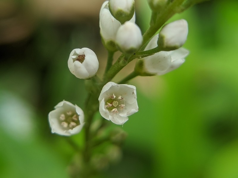 Lysimachia fortunei photo 3