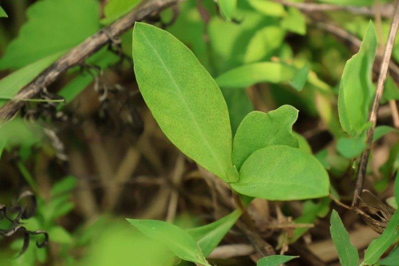 Lysimachia fortunei photo 4