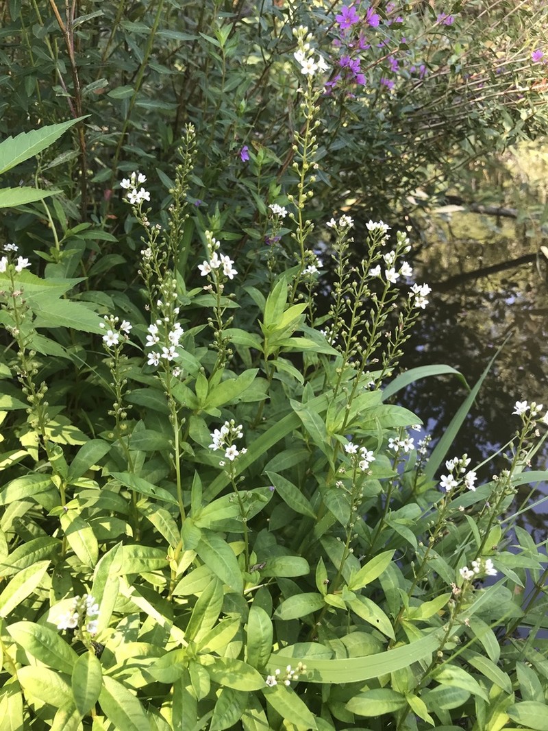 Lysimachia fortunei photo 5