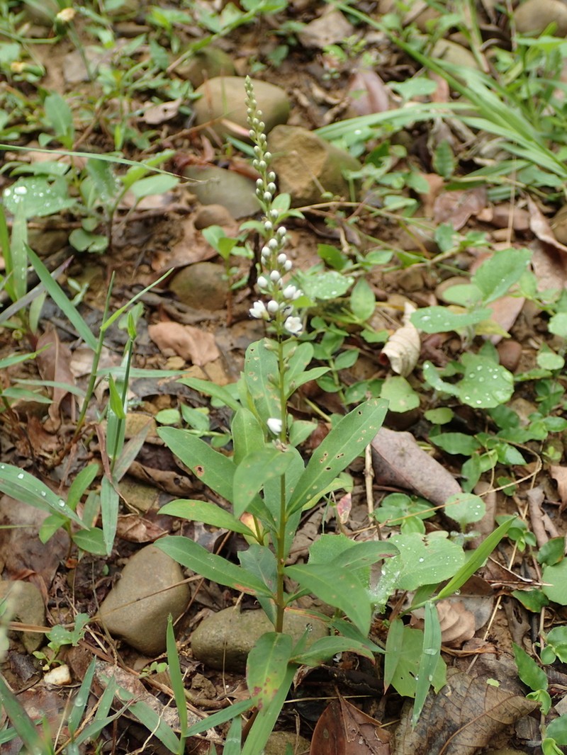 Lysimachia fortunei photo 6