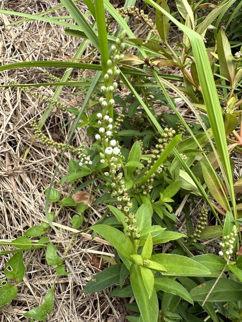 Lysimachia fortunei photo 7