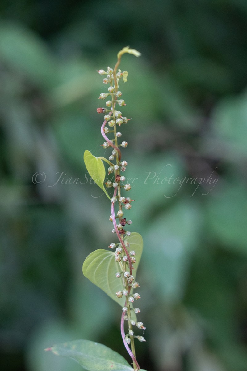 Lysimachia fortunei photo 8