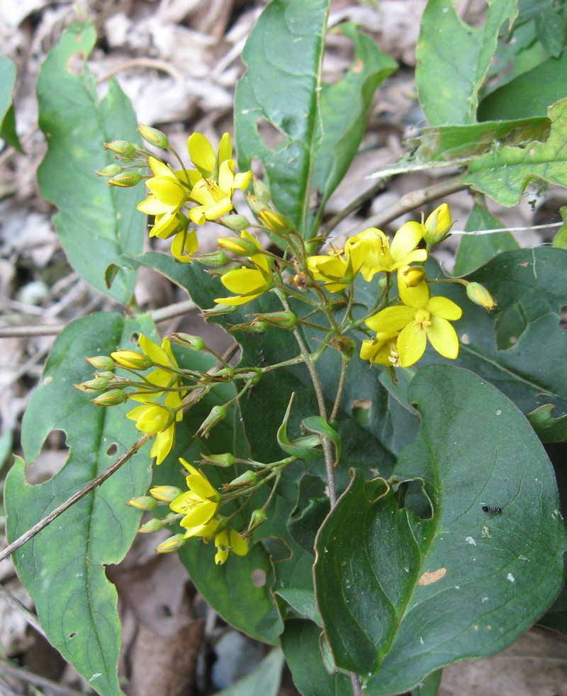 Fraser's Yellow Loosestrife