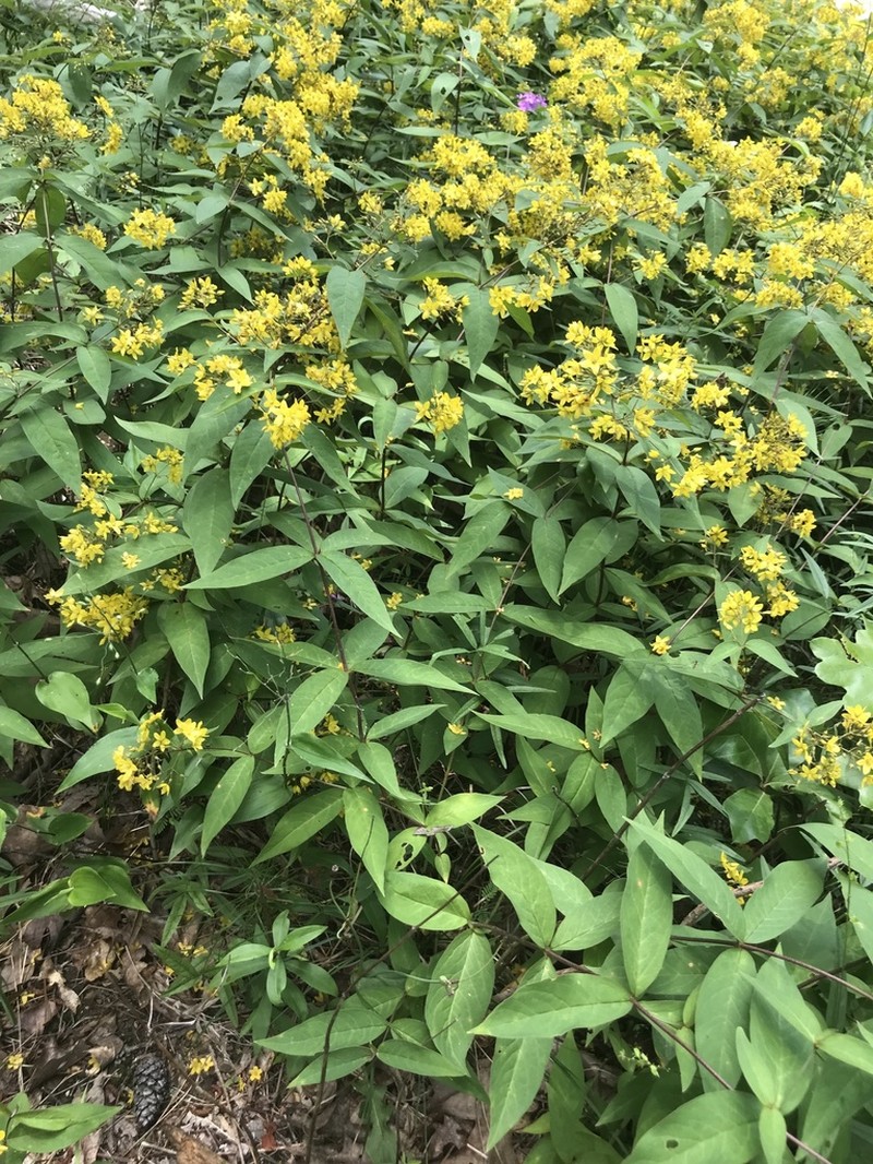 Fraser's Yellow Loosestrife photo 2