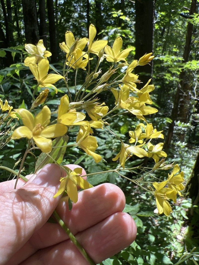 Fraser's Yellow Loosestrife photo 3