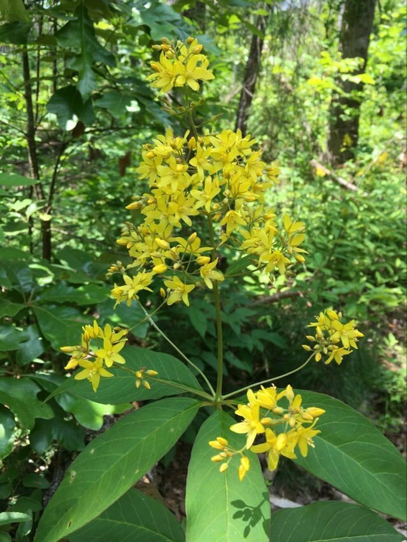 Fraser's Yellow Loosestrife photo 4