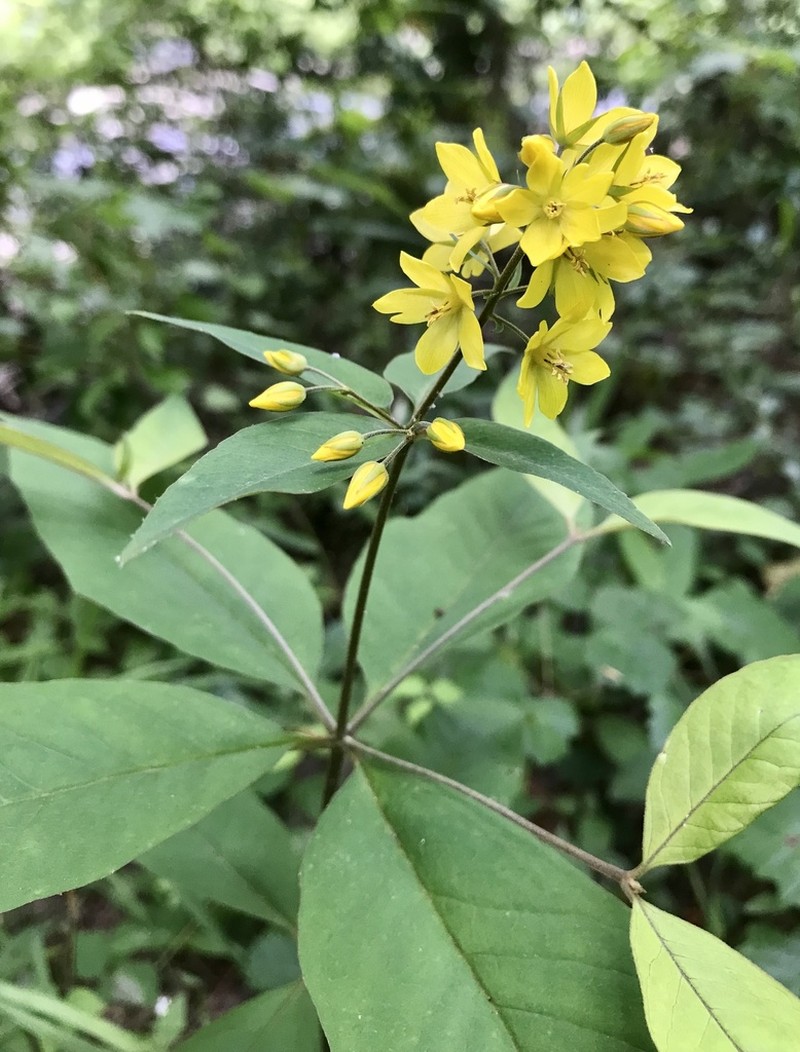 Fraser's Yellow Loosestrife photo 5