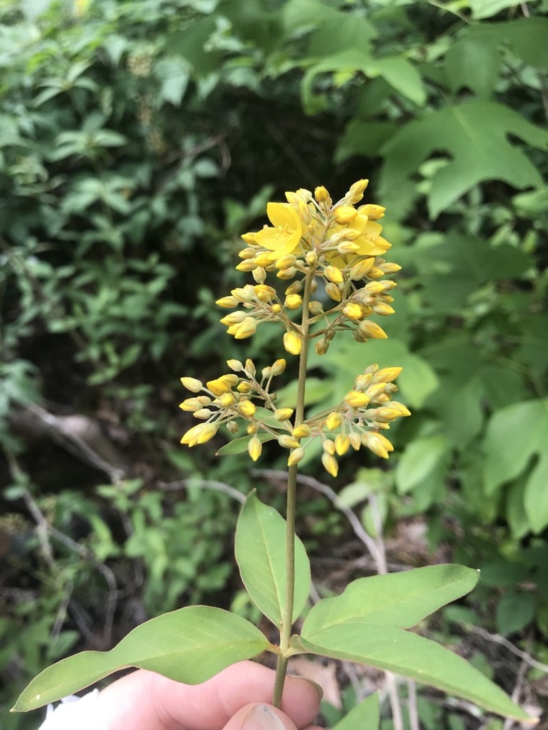 Fraser's Yellow Loosestrife photo 6