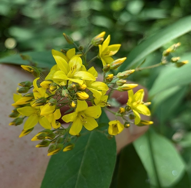 Fraser's Yellow Loosestrife photo 7
