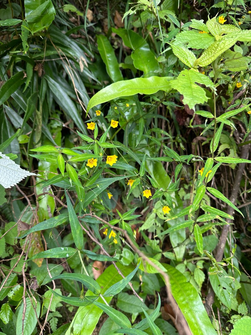 Lysimachia fukienensis