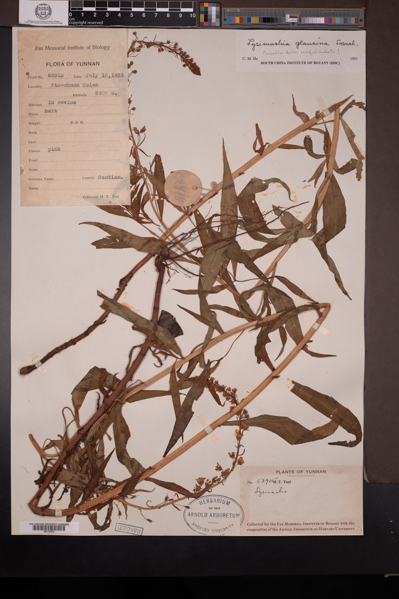 Lysimachia glaucina