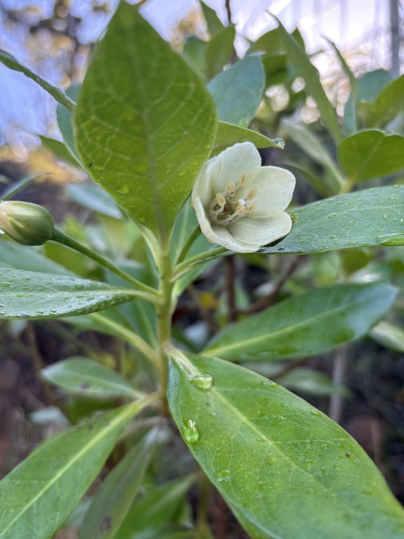 Kokee Yellow Loosestrife photo 3
