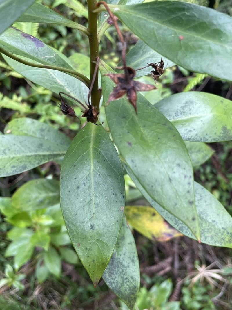 Kokee Yellow Loosestrife photo 8